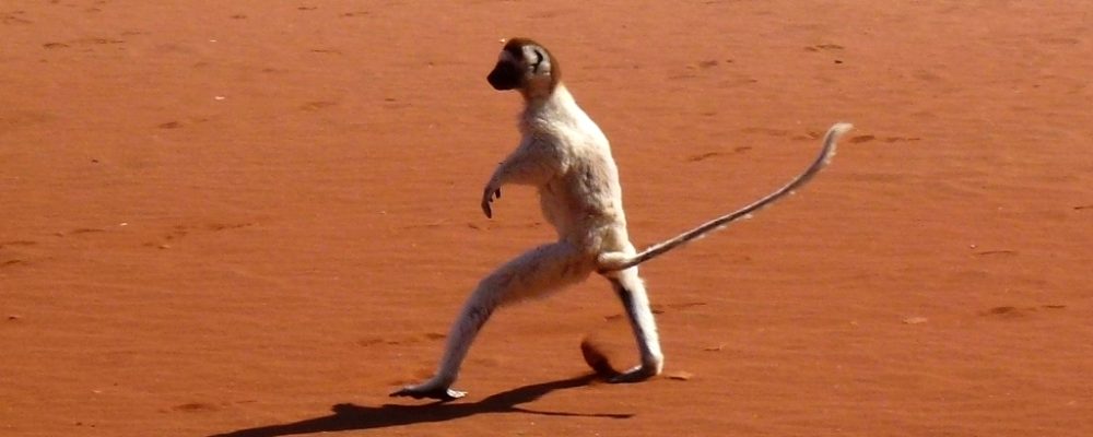 Jumping_Verreaux's_Sifaka_Berenty_Madagascar_-_panoramio