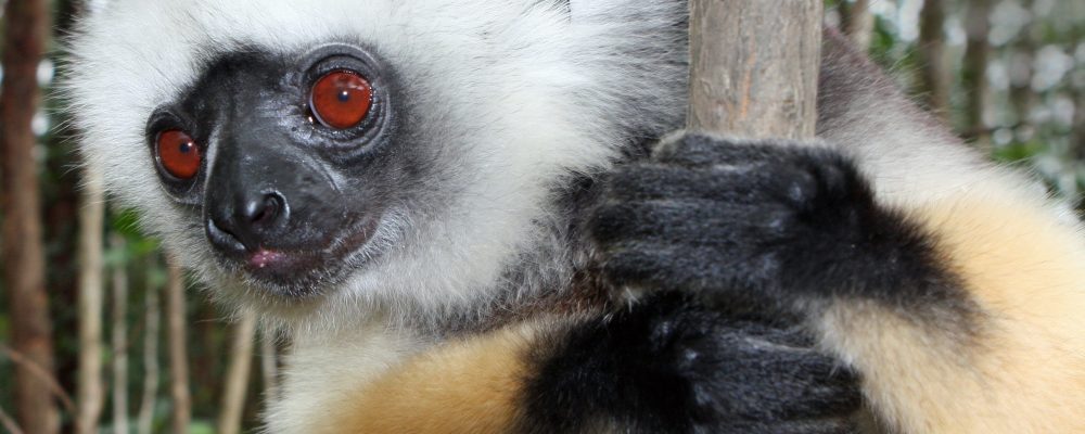 Lemur_in_Andasibe_2 - banner
