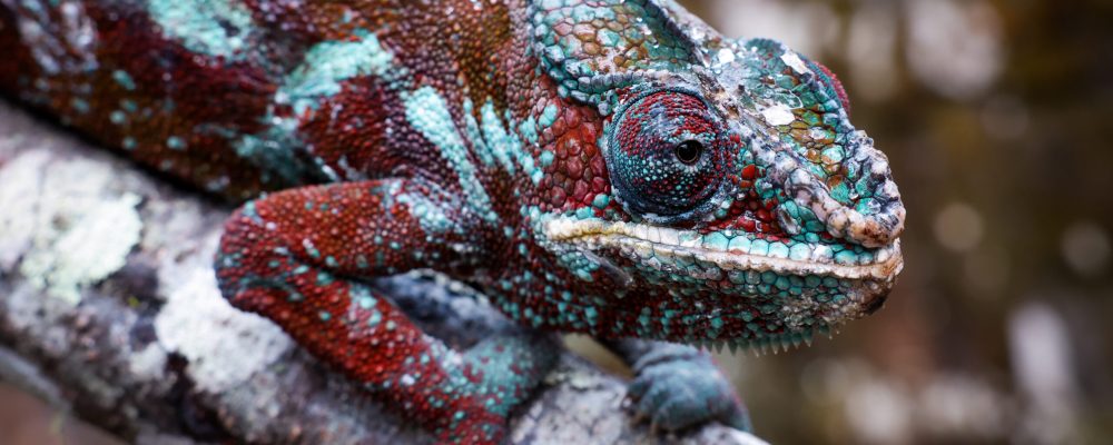 Vibrant chameleon