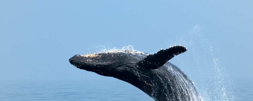 Humpback whale